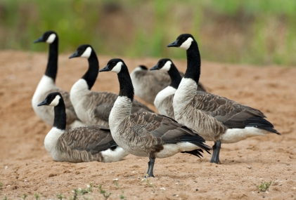 Listening Post #21: Of Tucson, Wild Geese, and Being Human